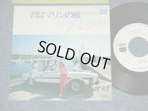 画像1: VENUS ヴィーナス　-  君はマリンの風 KIMI WA MARINE NO KAZE  / 1980 JAPAN ORIGINAL White Label PROMO Used  7"Single