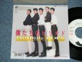 ヒルビリー・バップス HILLBILLY HILL BILLY BOPS -  僕たちのピリオド　BIKUTACHI NO PIRIOD  (  Ex+++/Ex++ Looks:Ex+) / 1987 JAPAN ORIGINAL "WHITE LABEL PROMO"  Used 7" Single