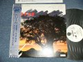 本田俊之 TOSHIYUKI HONDA チック・コリア CHICK COREA ミロスラフ・ビトウス MIROSLAV VITOUS ロイ・ヘインズ ROY HAYNES - ドリーム DREAM ( Ex+/MINT / 1984 JAPAN ORIGINAL "WHITE LABEL PROMO"  Used LP with OBI    