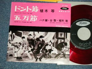画像1: 植木　等 ・谷啓・ハナ肇 HITOSHI UEKI / KEI TANI / HAJIME HANA  - ドント節：五万節 (MINT-/MINT) / 1960's  JAPAN ORIGINAL "RED WAX Vinyl"  Used 7"Single 