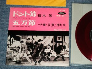 画像1: 植木　等 ・谷啓・ハナ肇 HITOSHI UEKI / KEI TANI / HAJIME HANA  - ドント節：五万節 (Ex+++/MINT-) / 1960's  JAPAN ORIGINAL "RED WAX Vinyl"  Used 7"Single 