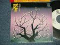 北原ミレイ　MIREI KITAHARA - A) 春  B) すきま風 (Ex++/Ex+++)  / 1976  JAPAN ORIGINAL "WHITE LABEL PROMO" Used 7"  Single シングル
