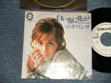 画像: 山本リンダ LINDA YAMAMOTO - A)白い街に花が  B)あしたからの私 (Ex++/Ex+++) / 1971 JAPAN ORIGINAL "WHITE LABEL PROMO" Used 7" Single  